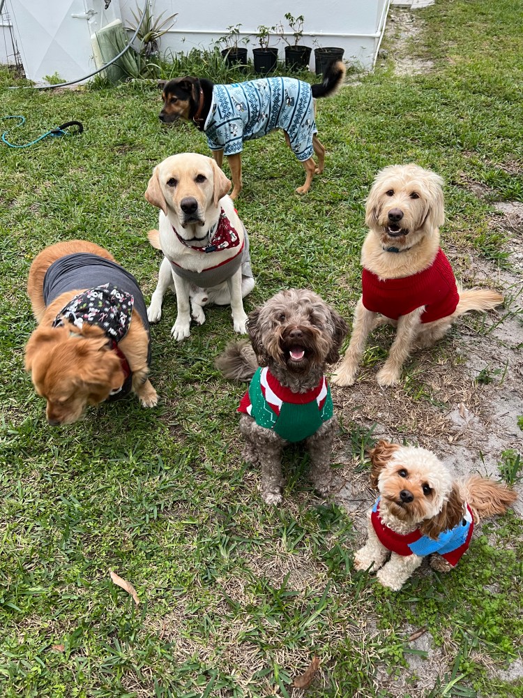 Yes, I put them all in Christmas sweaters that were mine LOL